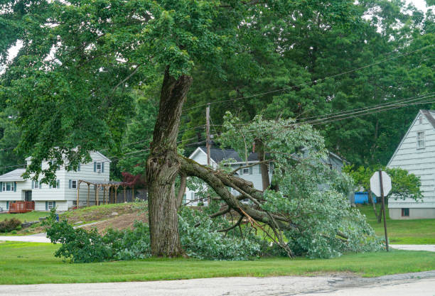 Tree and Shrub Care in Van Vleck, TX