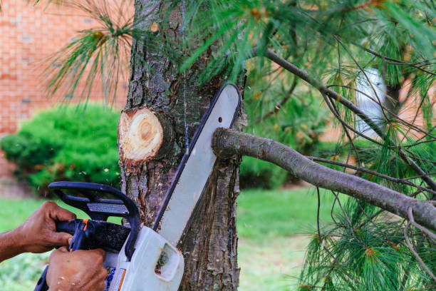 How Our Tree Care Process Works  in  Van Vleck, TX